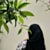 Fatima Rehman