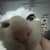 HISHAM