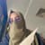Atiqa Arshad