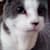 Gert M