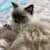 Dina B