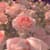 Rosey