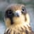 falconus