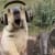 Amine Dubs