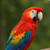 Akif