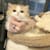 Miao W