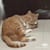 DavCat