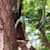 Nitya