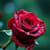 Satyam
