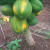 sandra_hall6