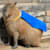 cappybara_