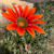Mahnoor