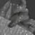 Ambreen K