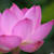 Poojitha