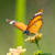 Veronica Muia