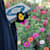SaimaAfridi