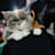 Neel