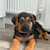 ShepweilerRocco