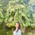 Manal Rashid