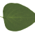Walidbm