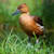 Good Duck