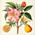 Annelepp A