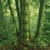 BigBambooTree