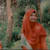 Lima R