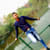 AVIK M