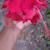 Shirin