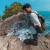 Adji