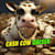 Cashcow Qaiser