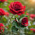 Muhammad Shahid