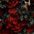 Sylphiette Sylp