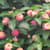 bushra_123