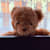 birdy_bd