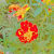 tooba_75