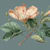 Aelus t