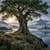 Lochiel Oak