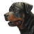 Onlmey