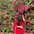 Bharati P
