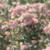youmna