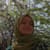 Tahreem