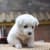 dog30000