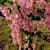 RANEEM