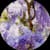 winterwisteria3