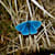Morpho