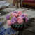 Monal B