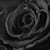 Grey L Monet