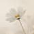 MyEverBlooming